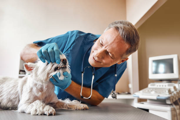 Best 24-Hour Emergency Dental Care in West Perrine, FL